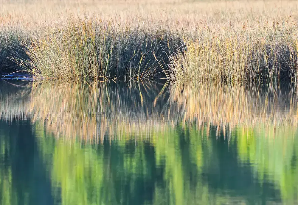 Flora en el parque natural