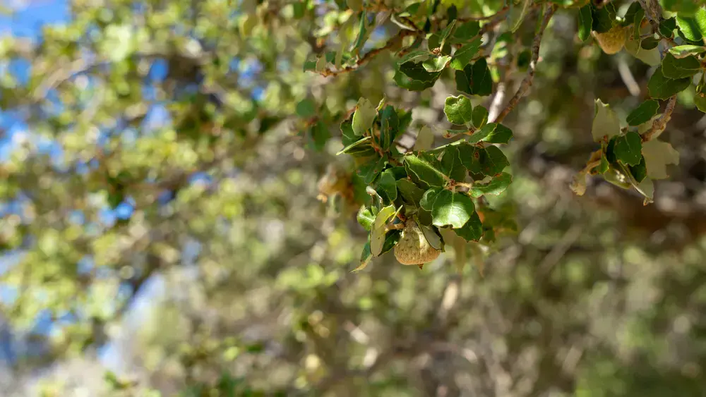 Flora en el parque natural