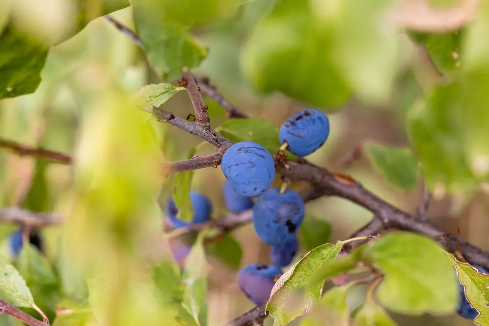 Flora en el parque natural