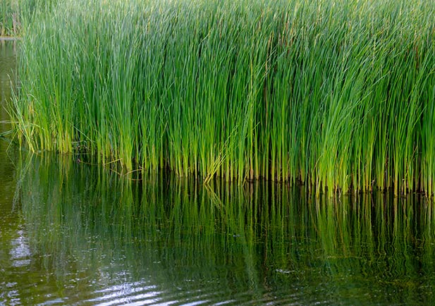 Flora en el parque natural