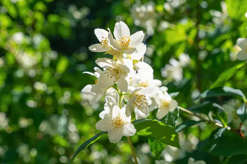 Flora en el parque natural