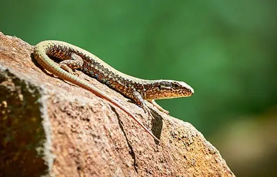 Fauna en el parque natural