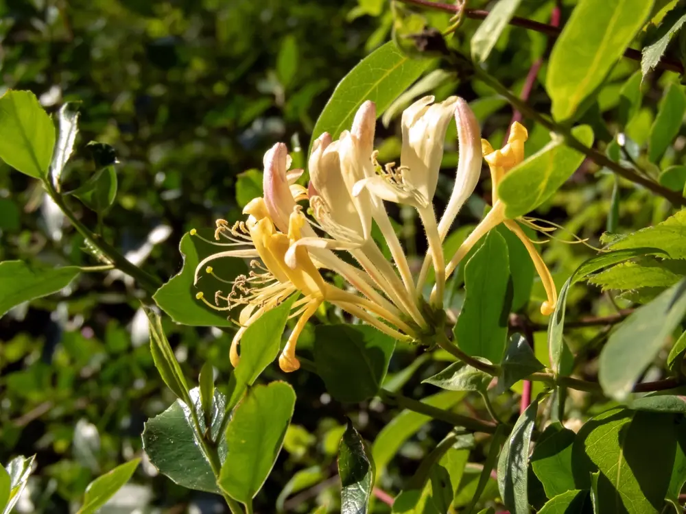 Flora en el parque natural