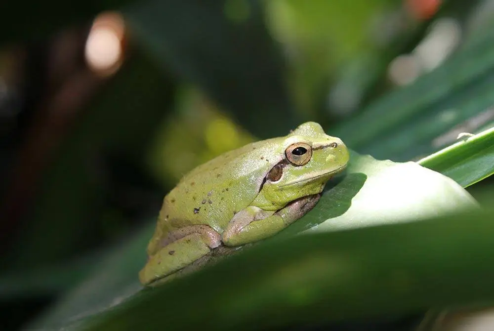 Fauna en el parque natural