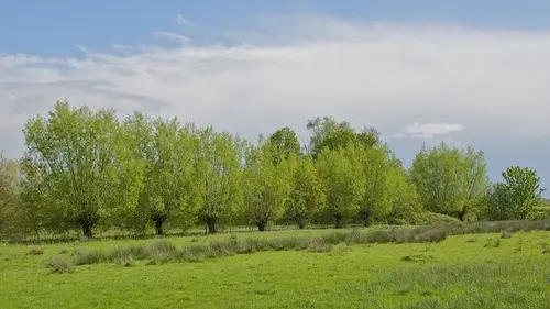 Flora en el parque natural