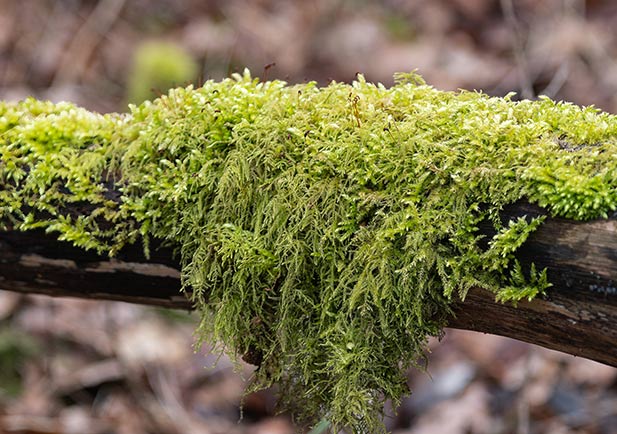 Flora en el parque natural