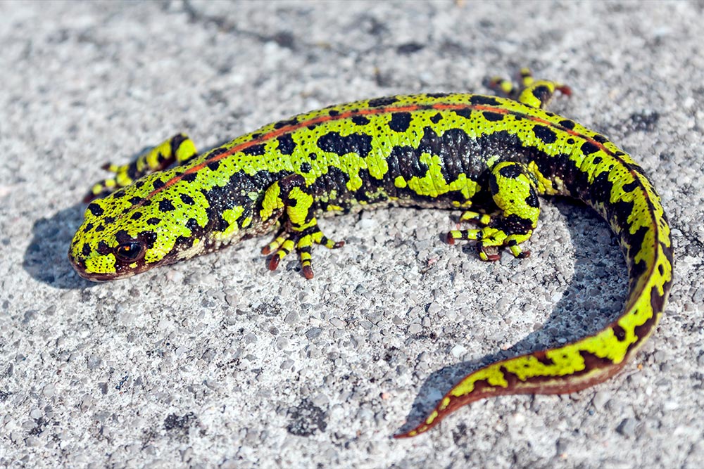 Fauna en el parque natural